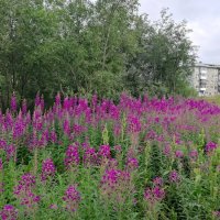 иван-чай :: Troystik 