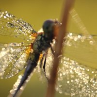 *** :: Елена Kазак (selena1965)