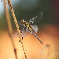 *** :: Елена Kазак (selena1965)