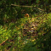 - Кто там? :: Михаил "Skipper"