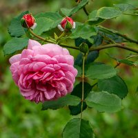 Красавица :: Ирина Соловьёва