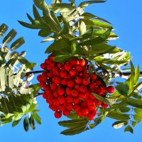 рябина :: Наталья 