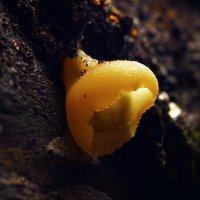 Гриб пецица :: Геннадий Супрун Гриб пецица :: Геннадий Супрун