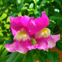 Львиный зев :: Галина Бобкина