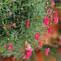 Цветы. :: Галина Левина