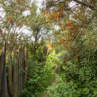 Облепиха :: Nyusha .