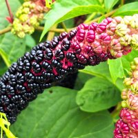 Растение :: Наталья 