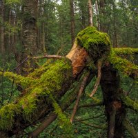 По Лесным Дорожкам :: юрий поляков