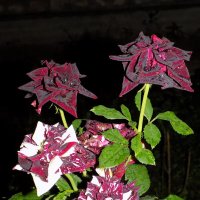 Вечерние розы... :: Константин Штарк