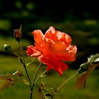 ***** :: ИННА ПОРОХОВА