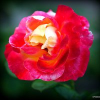 они на радость нам даны :: Олег Лукьянов они на радость нам даны :: Олег Лукьянов