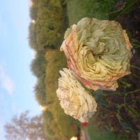 Розы :: Сапсан 