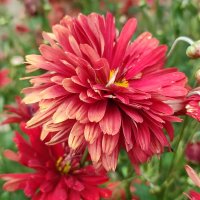 Королева осени :: Валентина Богатко 