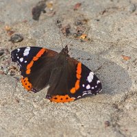 3917 :: Alex . 3917 :: Alex .