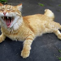 "Сторож" :: Ольга Довженко