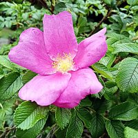 Цветы. :: Владимир Драгунский Цветы. :: Владимир Драгунский