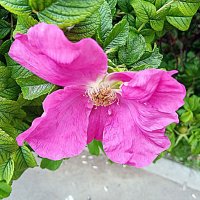 Цветы. :: Владимир Драгунский