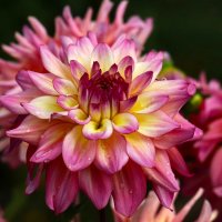 Доброе утро :: Юрий. Шмаков