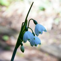 Весна в Ботаническом... Май. :: Наташа ***** Весна в Ботаническом... Май. :: Наташа *****