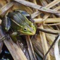 Весна в Ботаническом... Май. :: Наташа *****