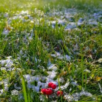 Заморозки :: Любимова Ольга 