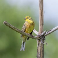 коноплянка :: юрий макаров