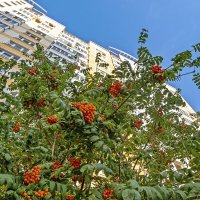 Рябина в городе :: Валерий Иванович