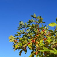 Короткое лето Заполярья :: Ольга Короткое лето Заполярья :: Ольга