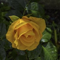 Жёлтая роза  Керио :: Валентин Семчишин