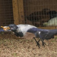 Плутовка - жду ГОСТИ :: Владимир Максимов