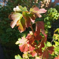 Скоро осень :: Елена Семигина