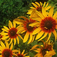 Летние :: Елена Семигина