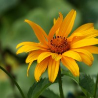 Простенький :: Юрий. Шмаков