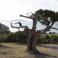 Природа Крыма :: Amazing Cosmea
