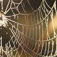 *** :: Елена Kазак (selena1965) *** :: Елена Kазак (selena1965)