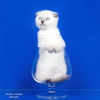 Котомодель :: Светлана Ищенко Котомодель :: Светлана Ищенко