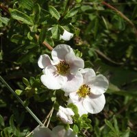 Лапчатка :: Freddy 97 Лапчатка :: Freddy 97