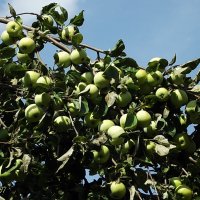 Тяжёлая ноша :: Freddy 97