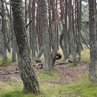 Танцующий лес :: redfox 