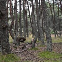 Танцующий лес :: redfox 