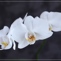 Белая орхидея :: Irene Irene