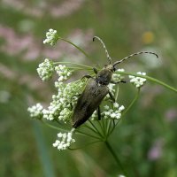 Усач :: Зоя Мишина