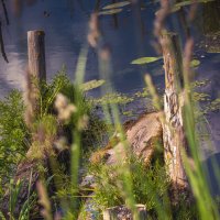 Перед грозой :: Sergei Vikulov Перед грозой :: Sergei Vikulov