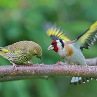 спор... :: Andrey Bragin 