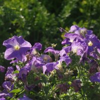 Петуньи :: Сергей Швечков