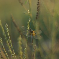 Вечерело :: Валентина 