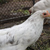 молодка :: Ирина Лесиканич