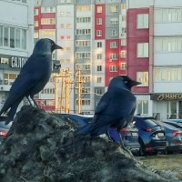 ГАЛКИ :: Дмитрий Петренко ГАЛКИ :: Дмитрий Петренко