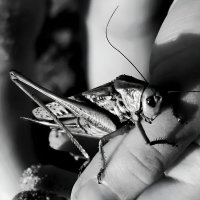 В ДЕТСКИХ РУКАХ... :: Дмитрий Петренко В ДЕТСКИХ РУКАХ... :: Дмитрий Петренко