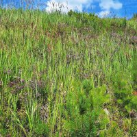 Восхождение :: Hope 